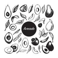 Hand drawn vector avocado set. Tropical illustration. Food concept for ecological product and advertising.