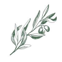 Olives in vector