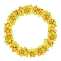 Watercolor hand drawn circle wreath with spring flowers, daffodils, crocus, snowdrops, leaves. Isolated on white background. Design for invitations, wedding, greeting cards, wallpaper, print, textile. vector