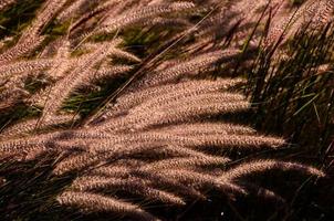 Wheat close-up texture photo