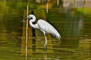 Heron by the water photo