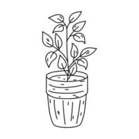 House plant in ceramic pot in hand drawn doodle style. Decorative potted house plant sketch illustration for print, web, mobile and infographics isolated on white background. vector
