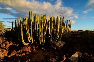 Desert view with cactus photo