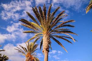 View of palm trees photo