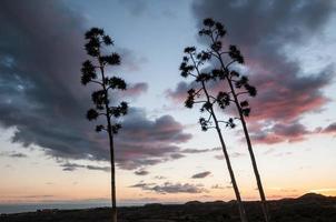 View of trees photo