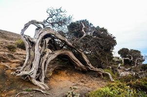 árbol muerto junto al acantilado foto