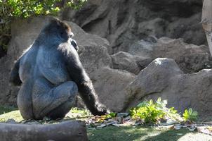 Strong gorilla in the zoo