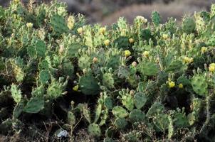 vista del desierto con cactus foto