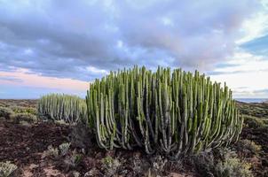 Beautiful desert landscape photo