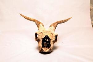 primer plano de cráneo de carnero foto