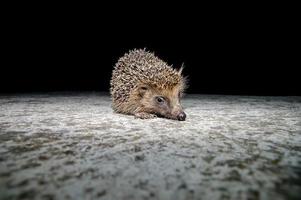 Cute hedgehog close-up photo