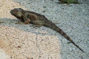 primer plano de lagarto salvaje foto