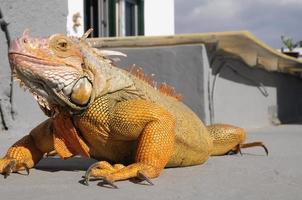 Wild lizard close-up photo