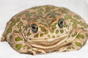 Cute frog close-up photo