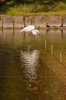 View with blue heron photo