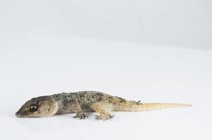 Isolated lizard close-up photo