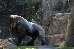 gorila en el zoológico foto