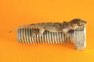 Gecko on a screw photo