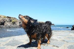 Cute wet dog photo