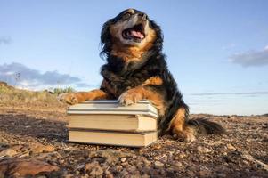 Cute dog with books photo