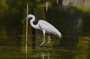 View with blue heron photo