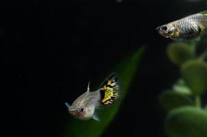 pequeños peces en un acuario foto