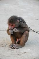 Chained little monkey photo