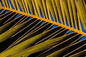 Palm leaf texture background photo