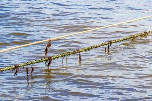 Very disgusting beach water with red seaweed sargazo Caribbean Mexico. photo