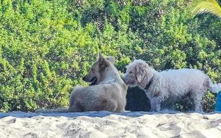 Dogs relax play in sand on beach with palms Mexico. photo