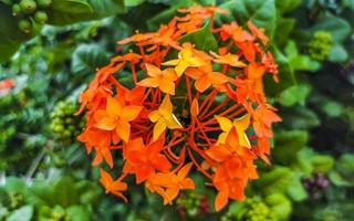 Purple pink red flowers plants in tropical forest nature Mexico. photo