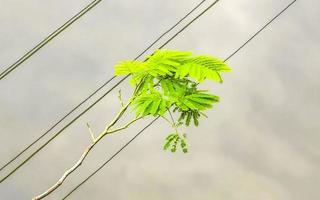 Green tropical plants palm trees flowers trees on coast Mexico. photo