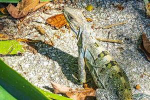 lagarto verde caribeño en el suelo playa del carmen méxico. foto