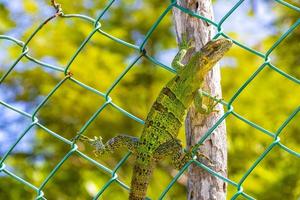 Caribbean green lizard on the fence Playa del Carmen Mexico. photo