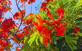 Beautiful tropical flame tree red flowers Flamboyant Delonix Regia Mexico. photo