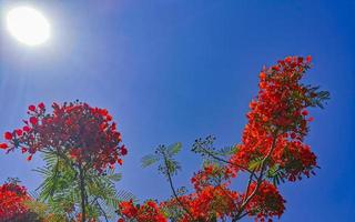 hermoso árbol de llama tropical flores rojas extravagante delonix regia méxico. foto