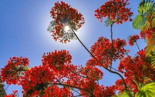 Beautiful tropical flame tree red flowers Flamboyant Delonix Regia Mexico. photo