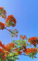 Beautiful tropical flame tree red flowers Flamboyant Delonix Regia Mexico. photo