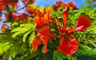 Beautiful tropical flame tree red flowers Flamboyant Delonix Regia Mexico. photo