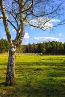 North German agricultural field wind turbines nature landscape panorama Germany. photo