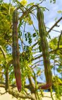 Seeds of moringa tree on green tree with blue sky Mexico. photo