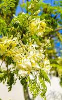 Seeds of moringa tree on green tree with blue sky Mexico. photo