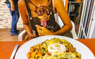 Hungry dog wants to eat at table in restaurant Mexico. photo