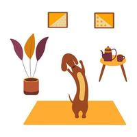 dachshund practicando yoga en estera de yoga. interior de dibujos animados de vector