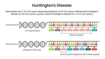 Huntington's Disease HTT repeat allele vector illustration diagram