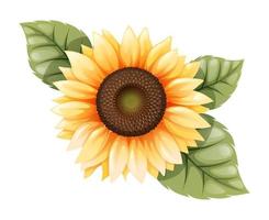 sunflower isolated with green leaves, vector illustration.