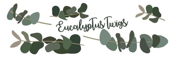 A set of eucalyptus branches in different positions. Isolated illustration for printing on postcards and banners. For use in print decors vector