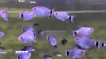 poissons d'ornement d'aquarium à petits prix et durables. video