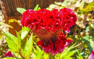 Purple pink red flowers plants in tropical forest nature Mexico. photo