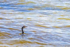 Neotropis Long-tailed Cormorant swimming in water at Beach Mexico. photo